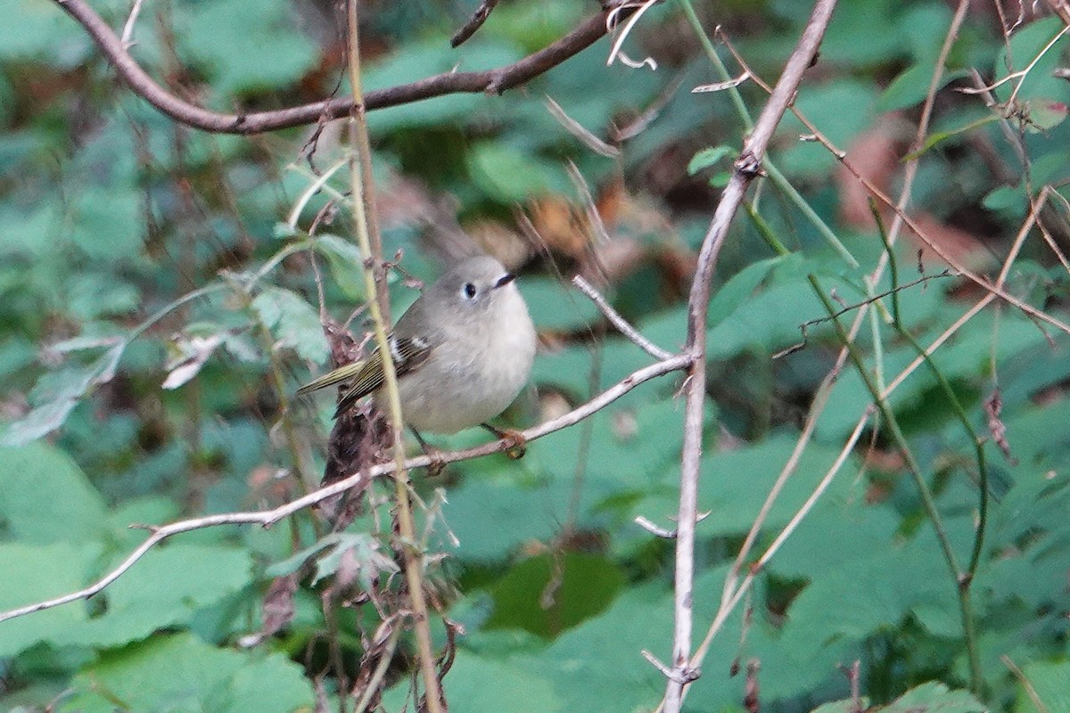 Ruby-crowned Kinglet - ML644145371