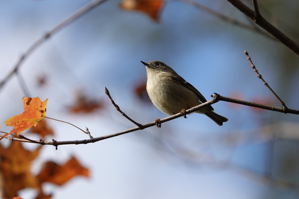 Ruby-crowned Kinglet - ML644145372