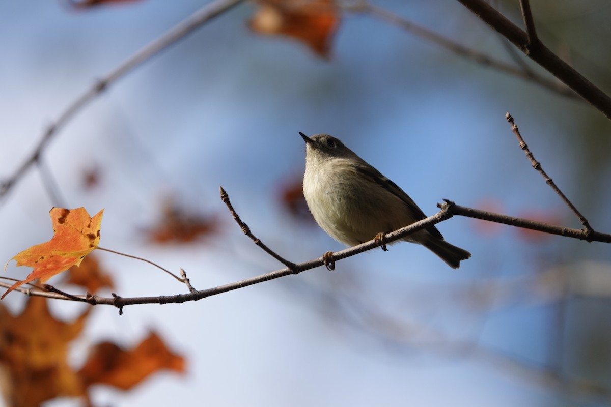 Ruby-crowned Kinglet - ML644145373