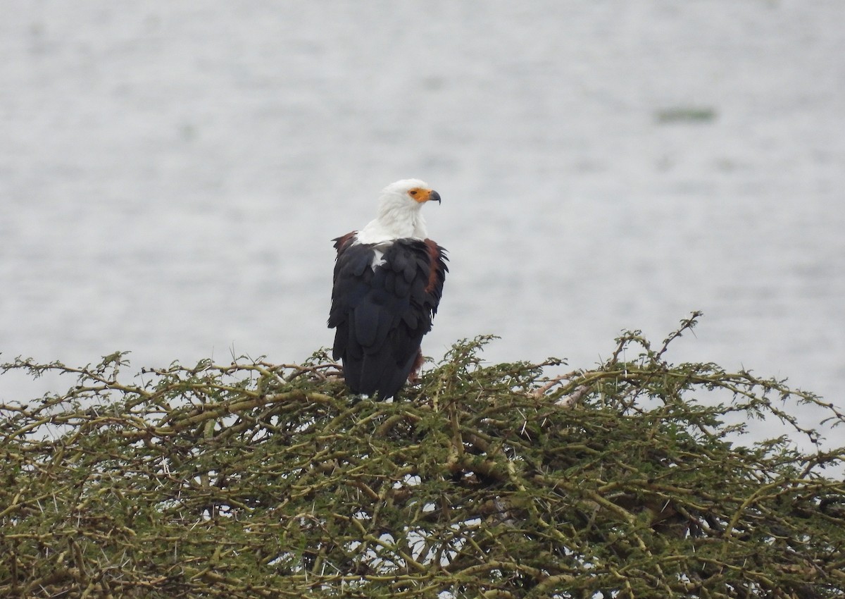 African Fish-Eagle - ML644145374