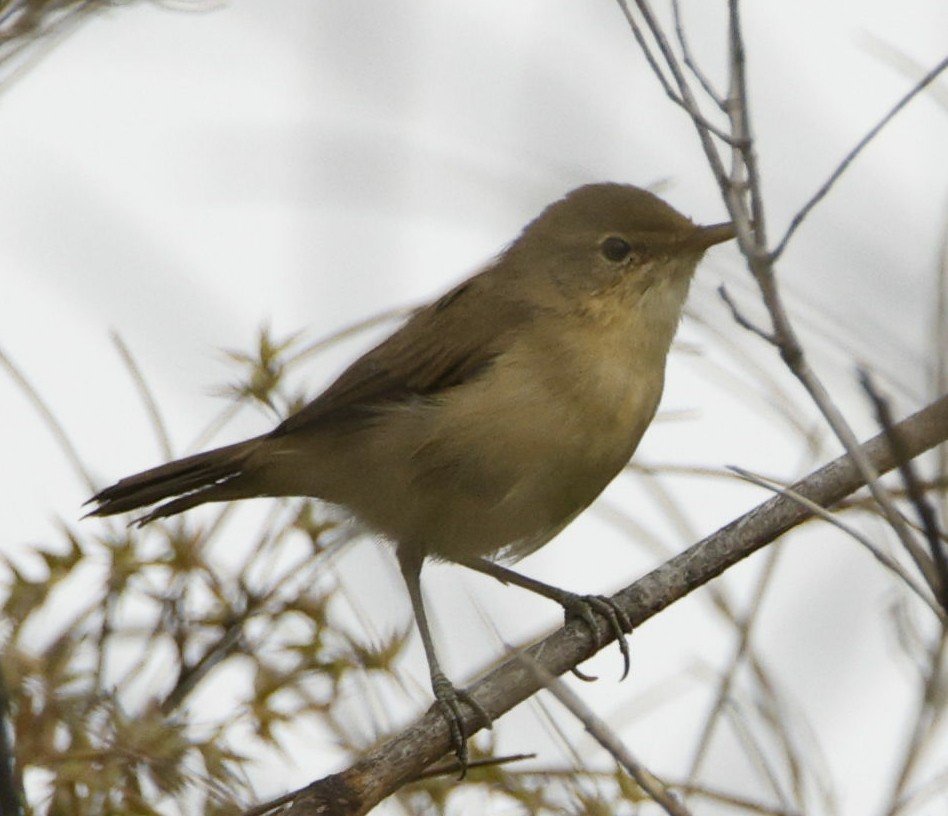 Acrocephalus sp. - ML644145381