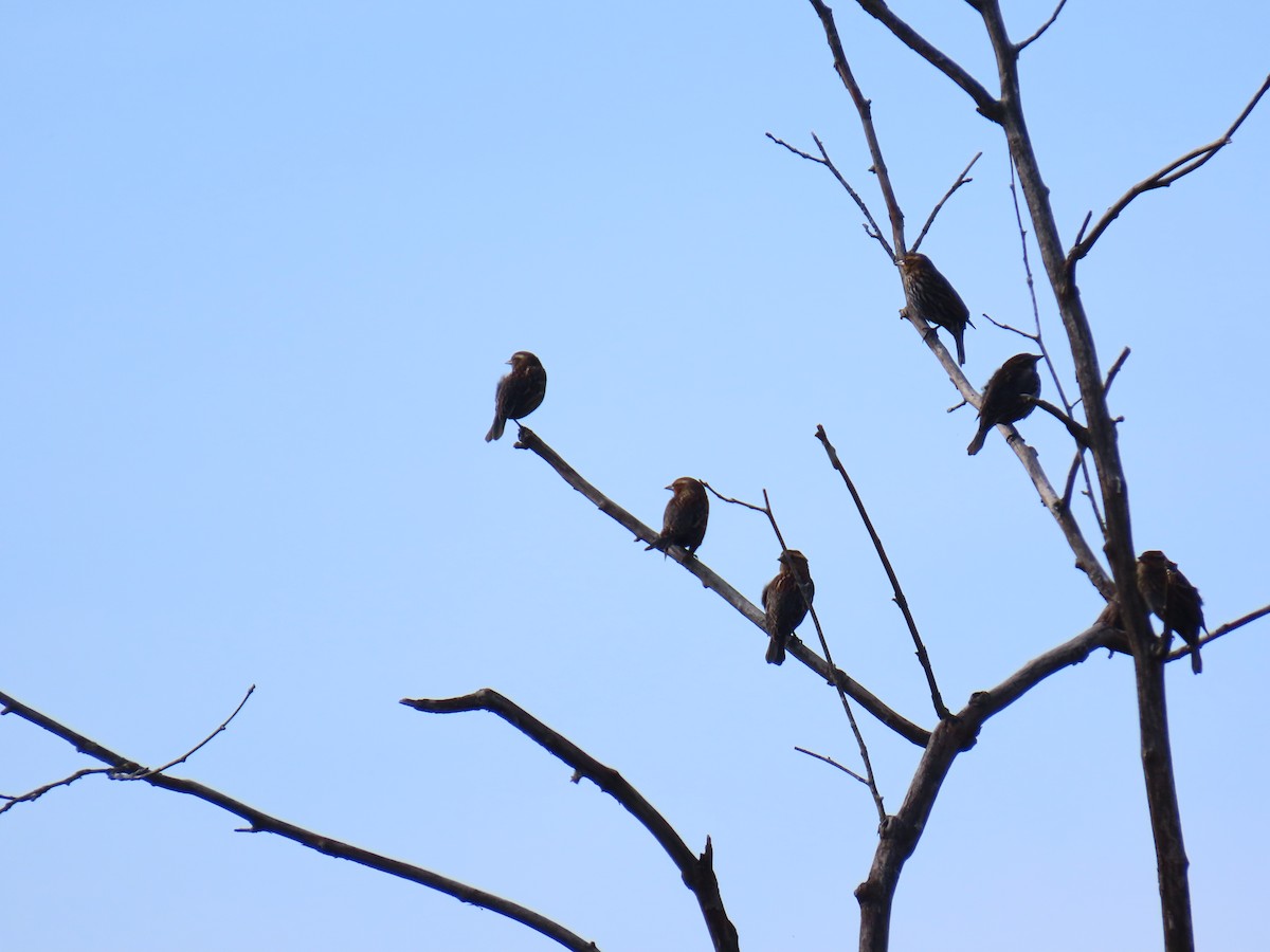 Red-winged Blackbird - ML644145382