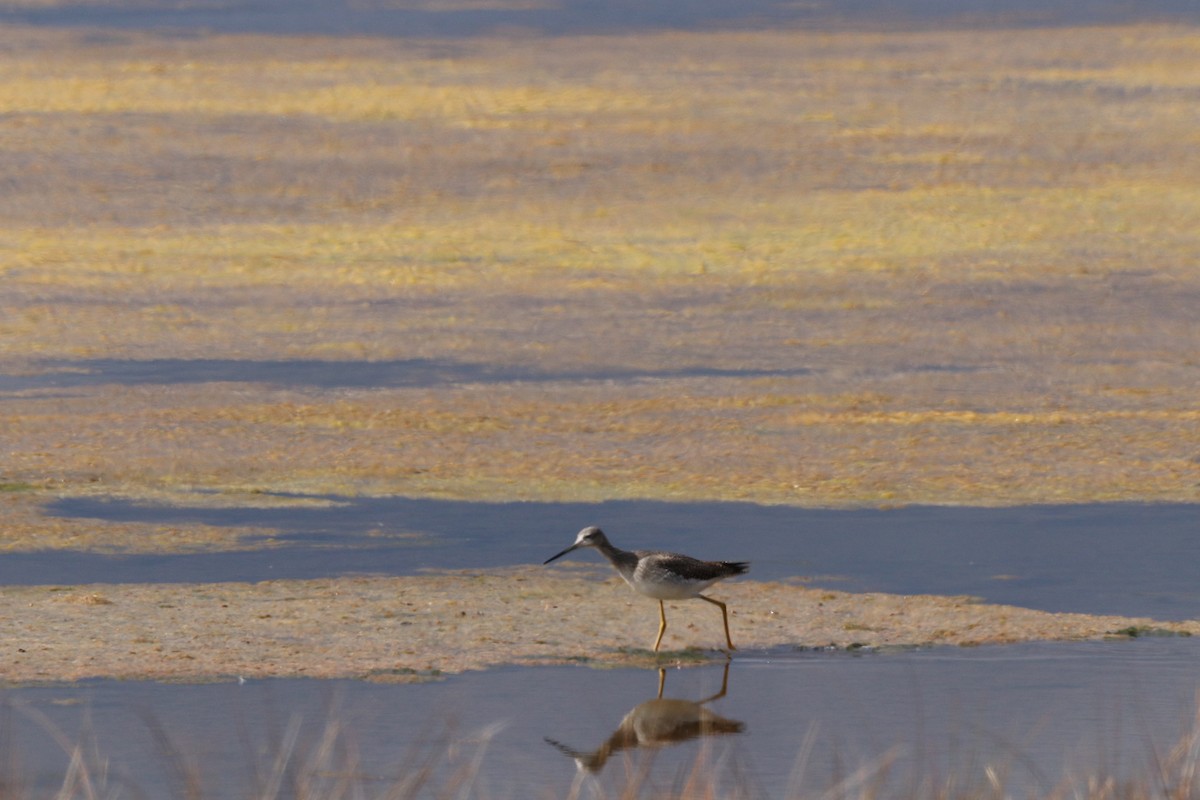 Greater Yellowlegs - ML644145383