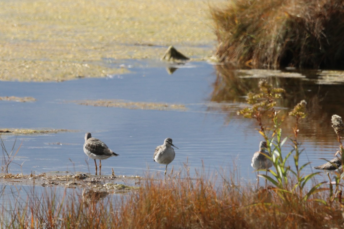 Greater Yellowlegs - ML644145384
