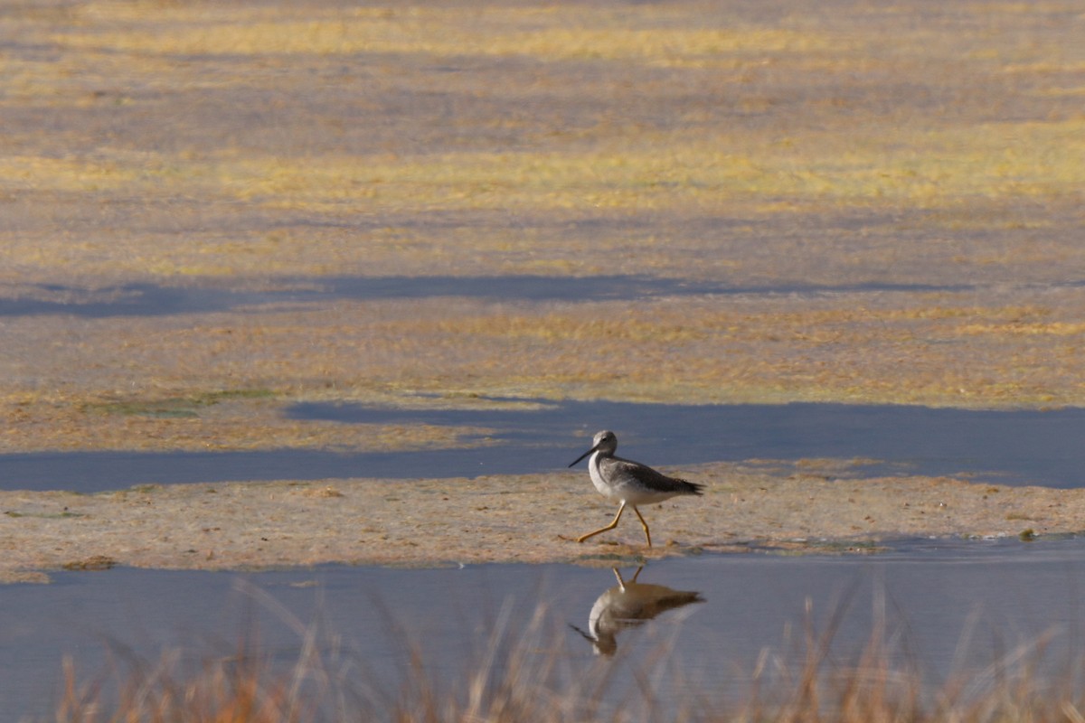 Greater Yellowlegs - ML644145385