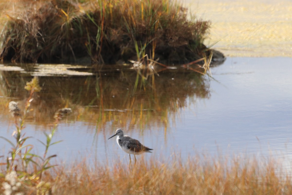 Greater Yellowlegs - ML644145386