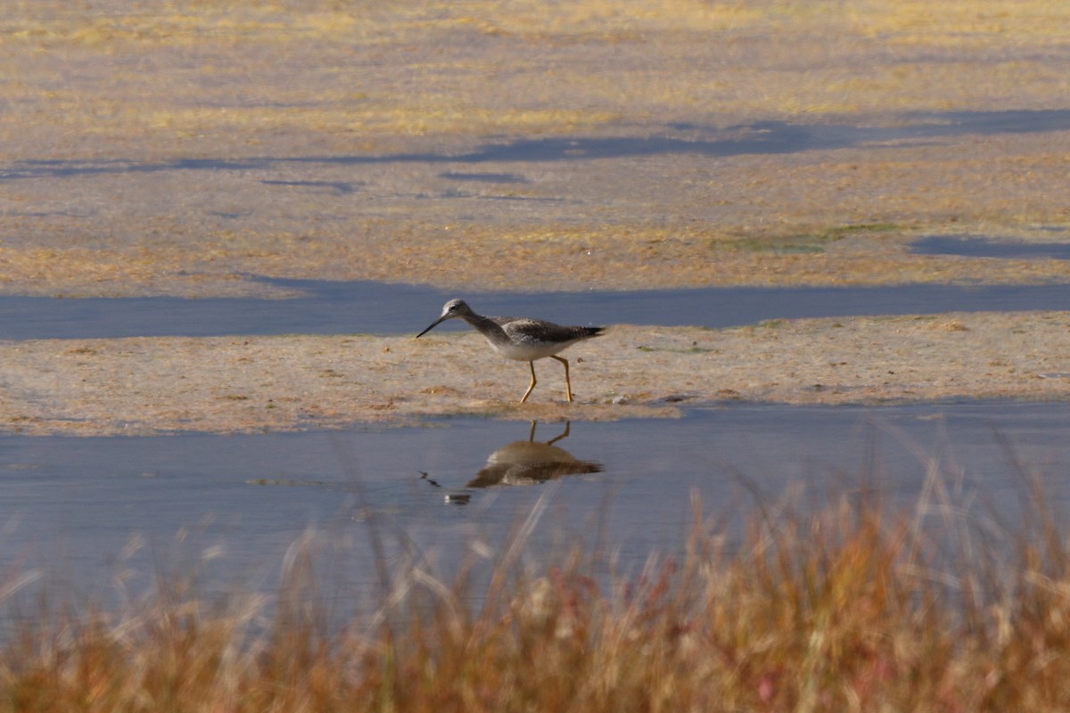 Greater Yellowlegs - ML644145387