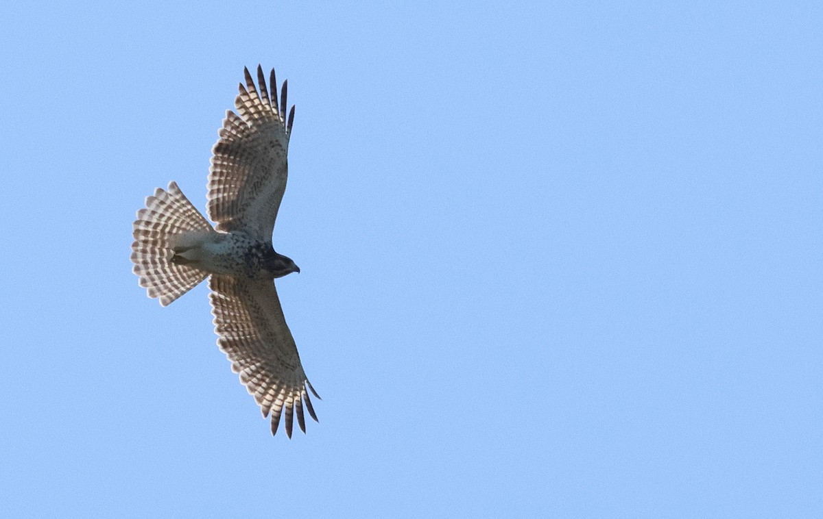 Red-shouldered Hawk - ML644145389