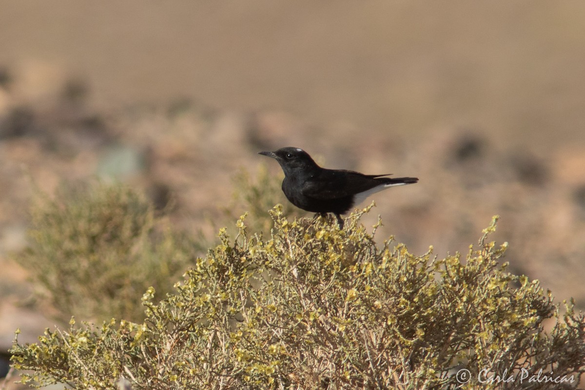 White-crowned Wheatear - ML644145390