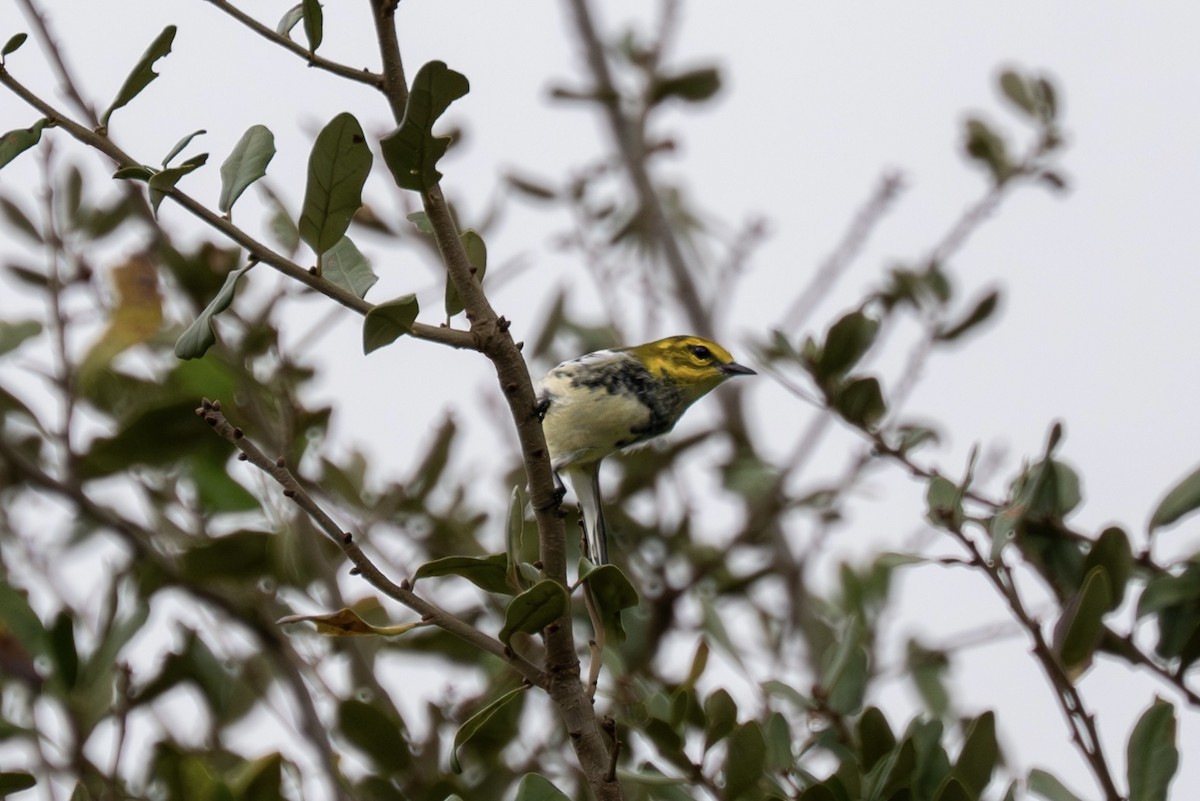 Black-throated Green Warbler - ML644145394
