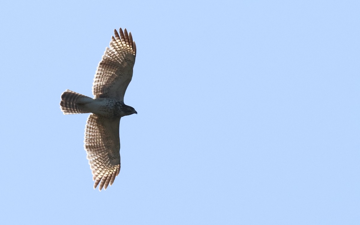 Red-shouldered Hawk - ML644145396