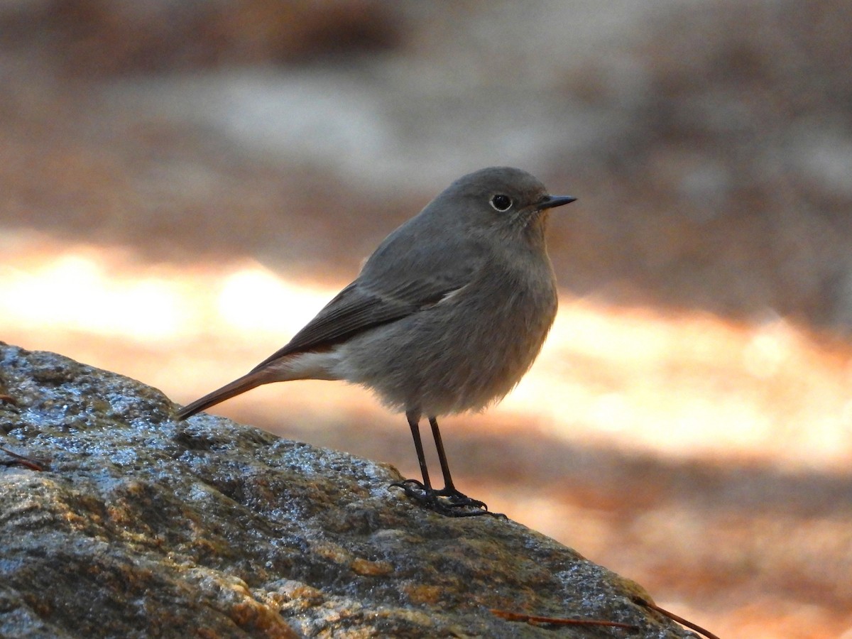 Black Redstart - ML644145398
