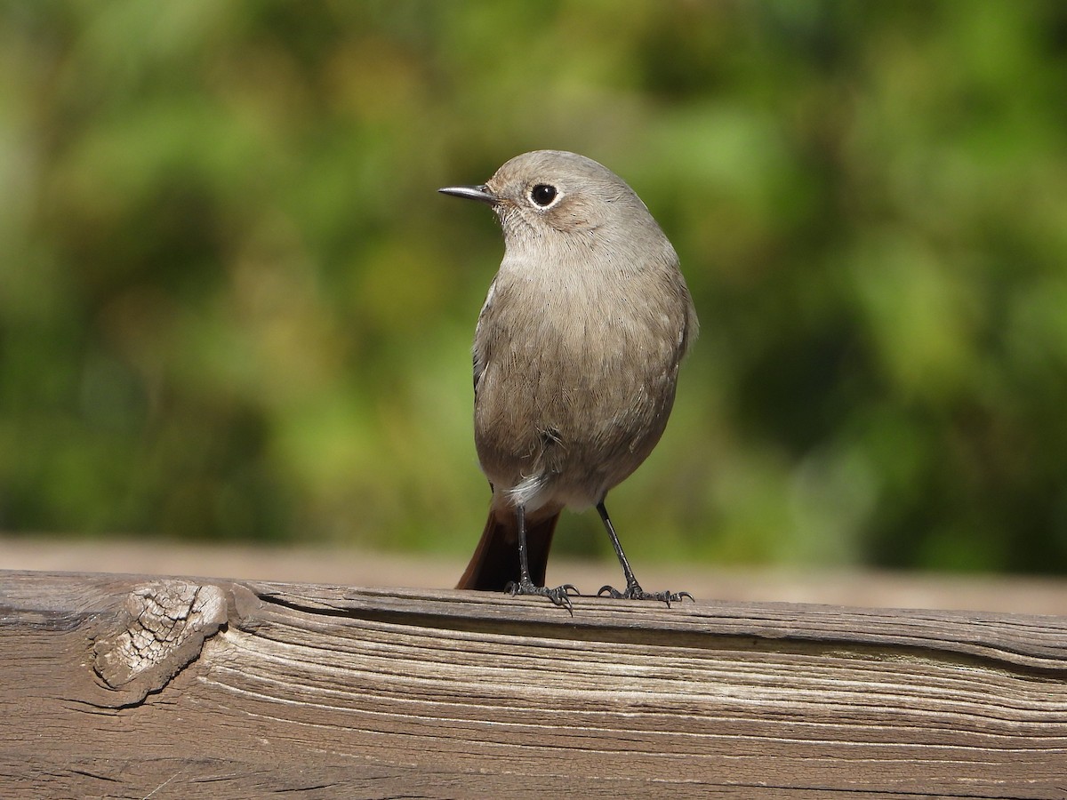 Black Redstart - ML644145399