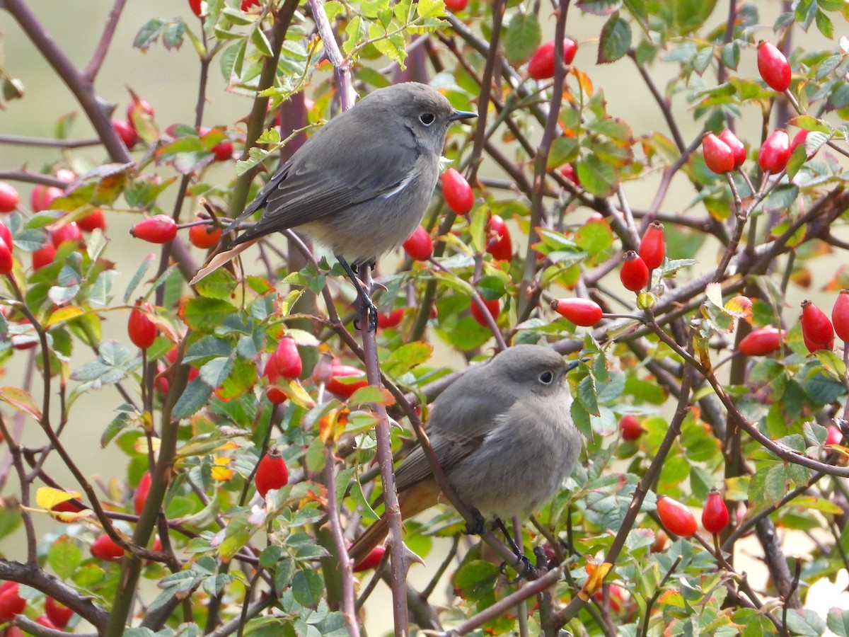 Black Redstart - ML644145400
