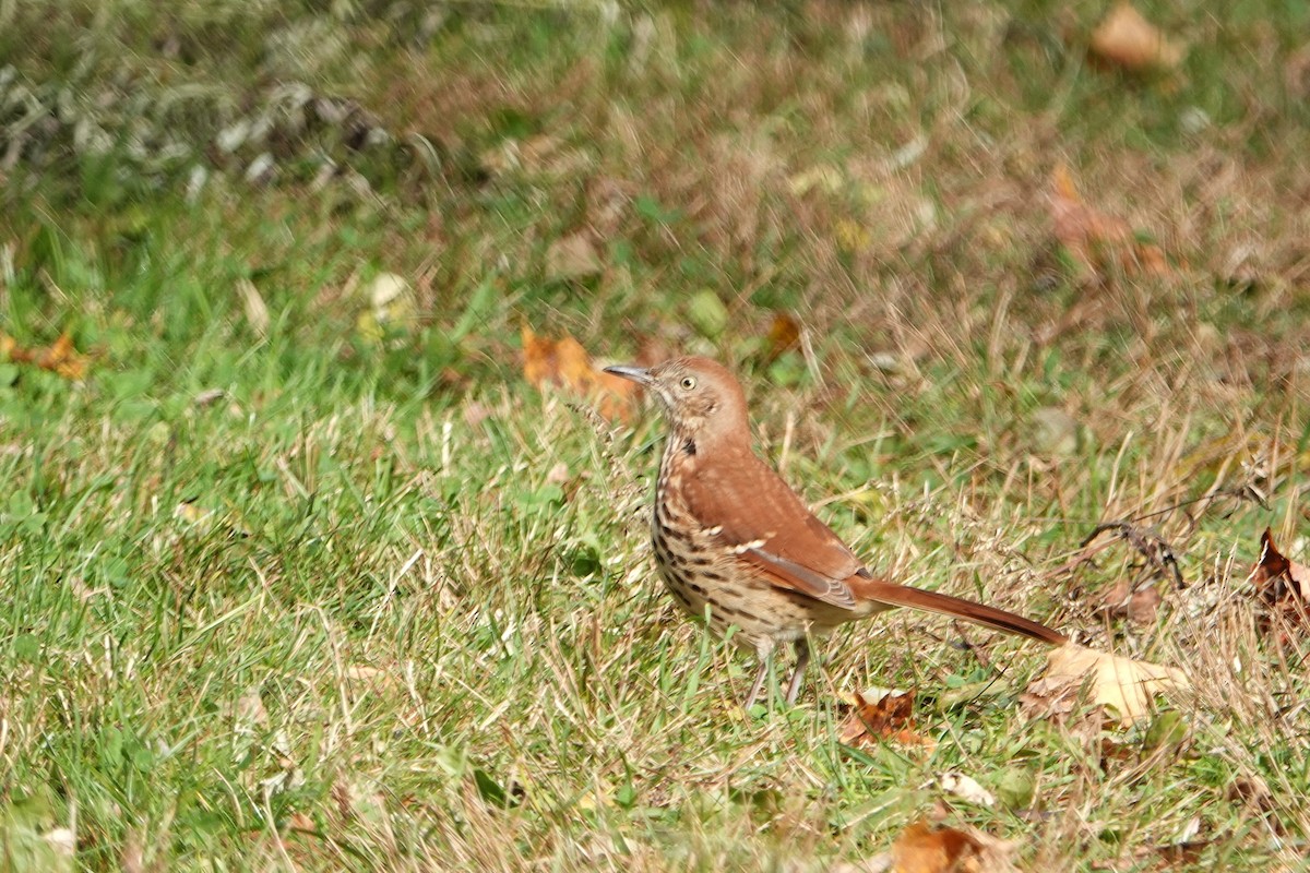 Brown Thrasher - ML644145407