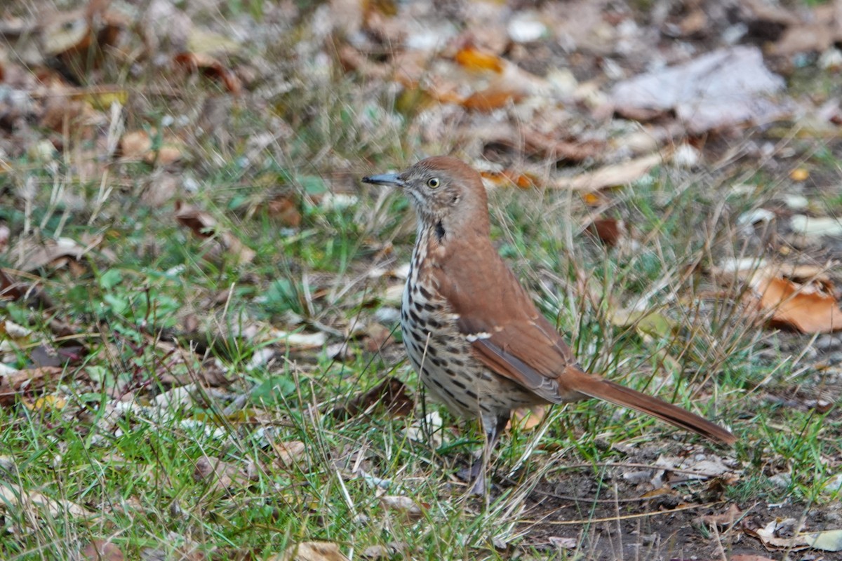 Brown Thrasher - ML644145408