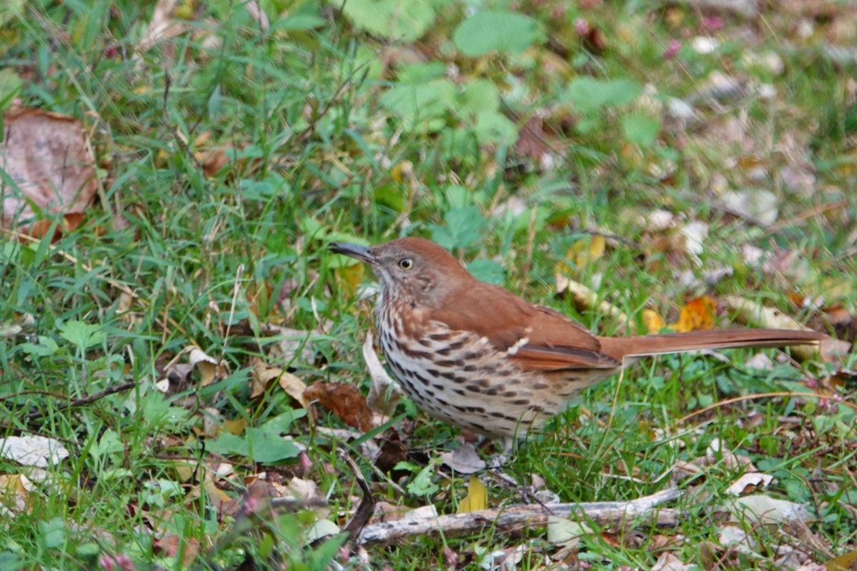 Brown Thrasher - ML644145409