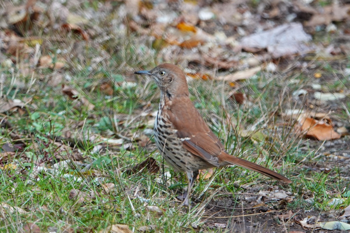 Brown Thrasher - ML644145410