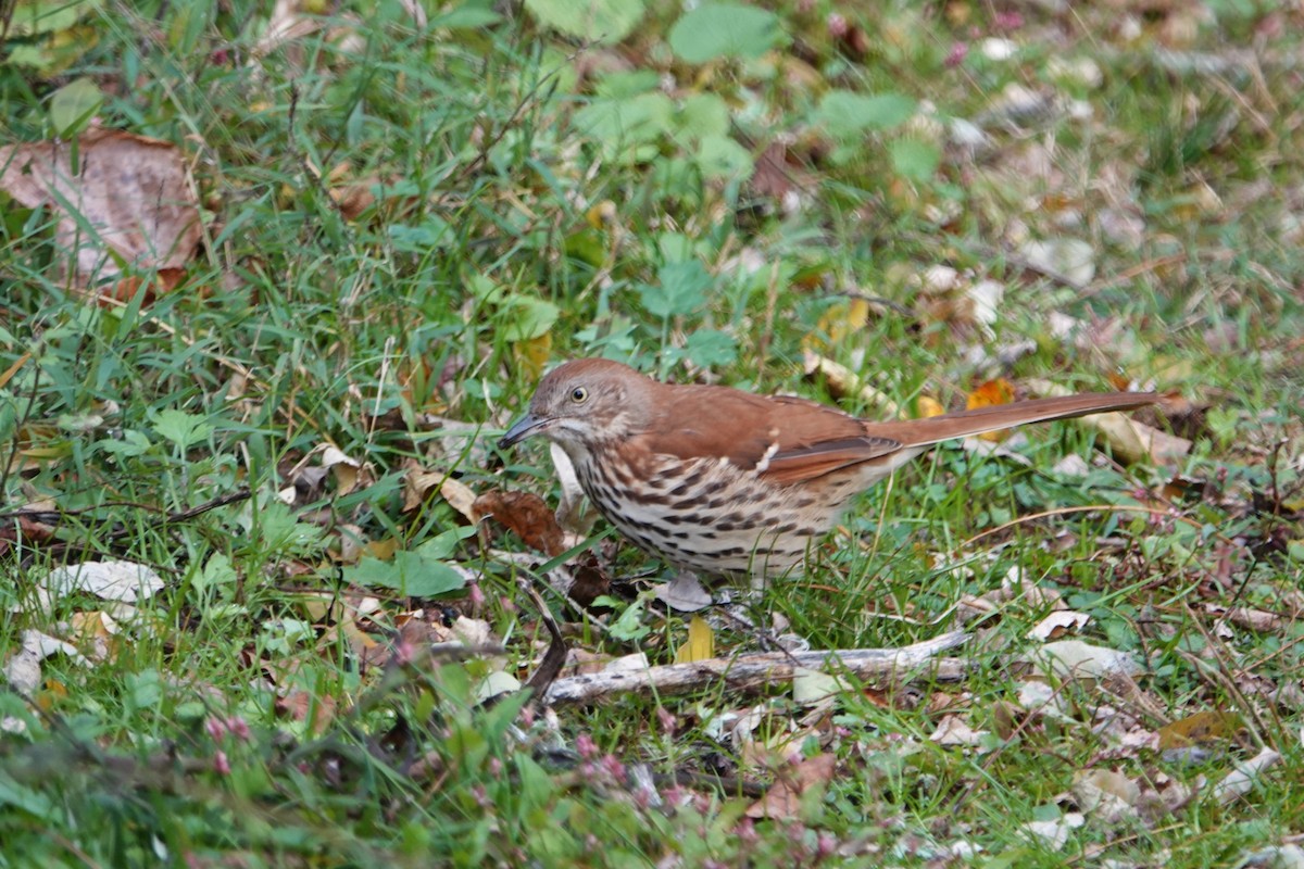 Brown Thrasher - ML644145413