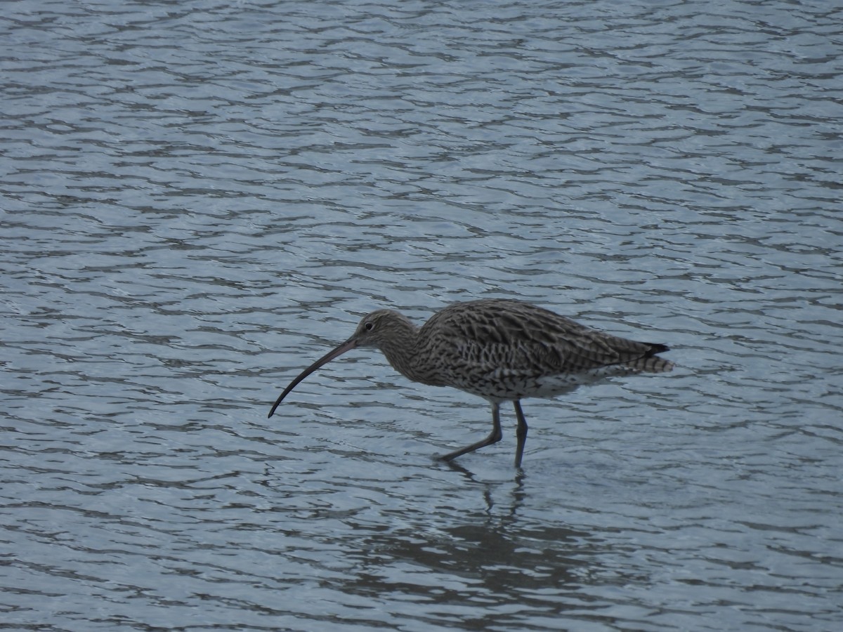 Eurasian Curlew - ML644145414
