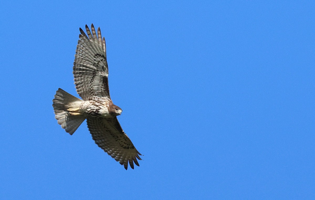 Red-tailed Hawk - ML644145416