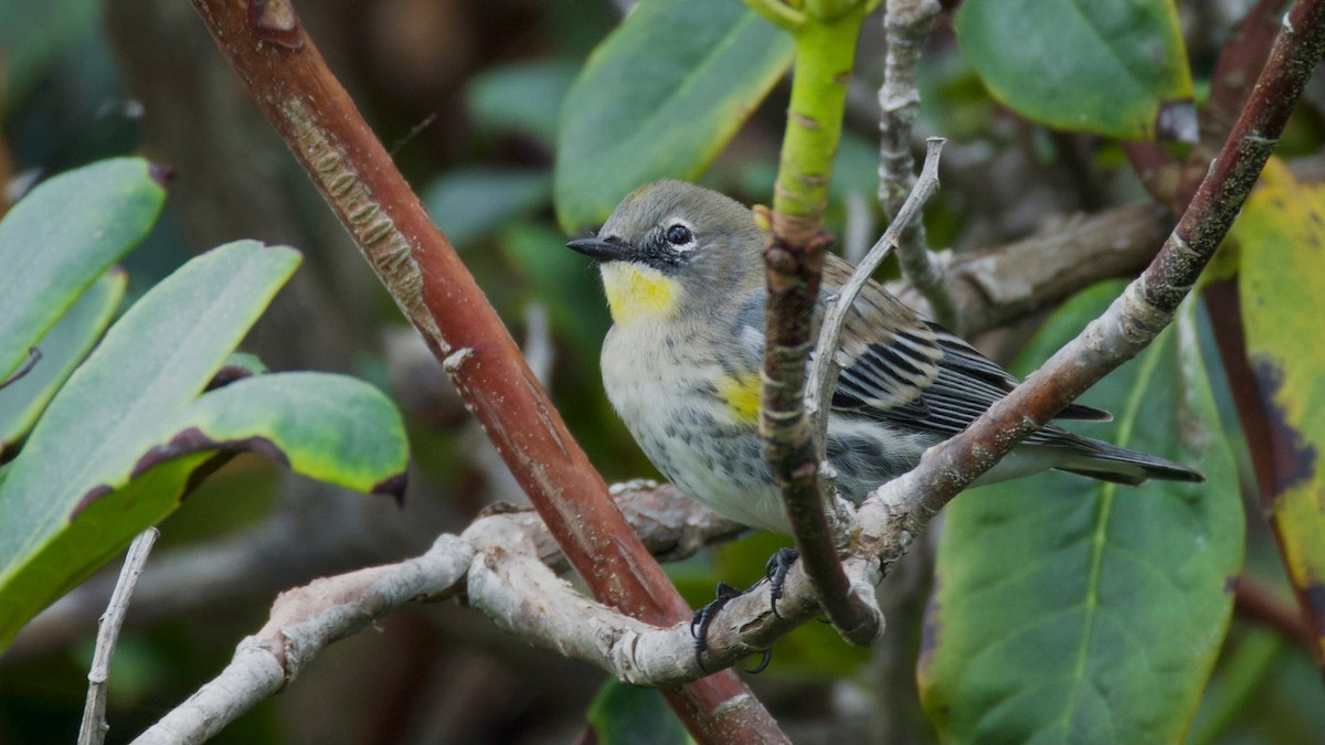 Yellow-rumped Warbler - ML644145417