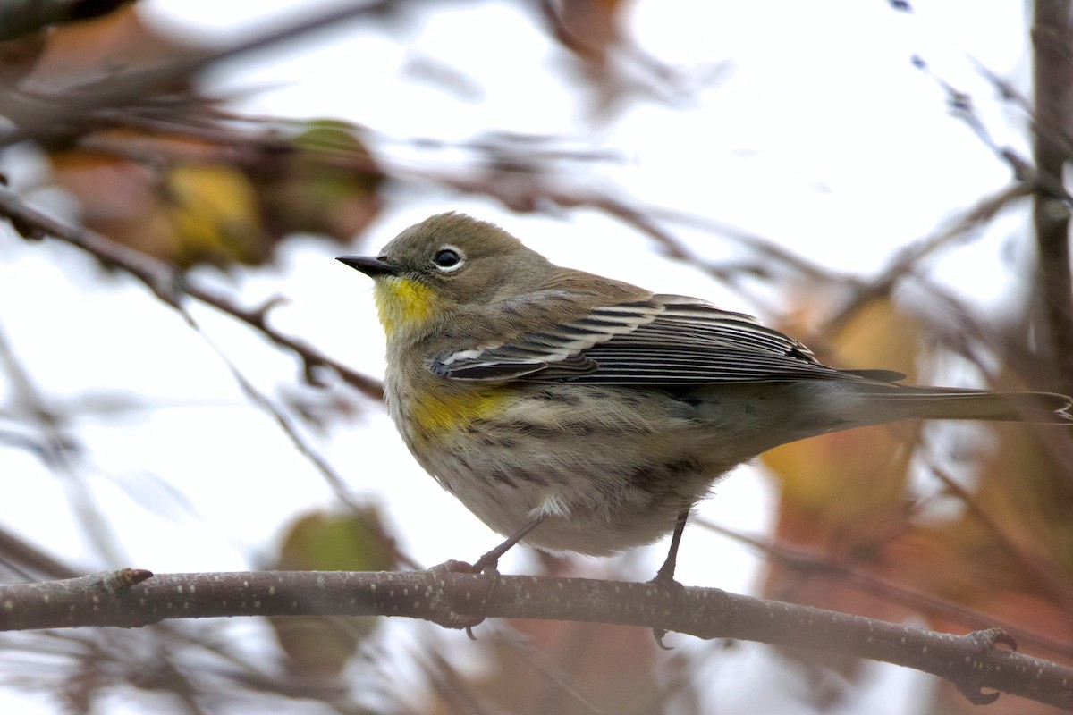 Yellow-rumped Warbler - ML644145420