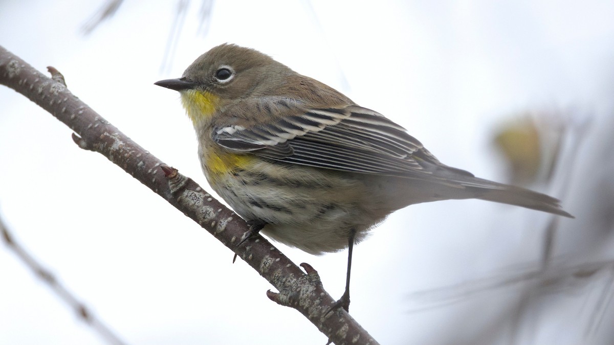 Yellow-rumped Warbler - ML644145421