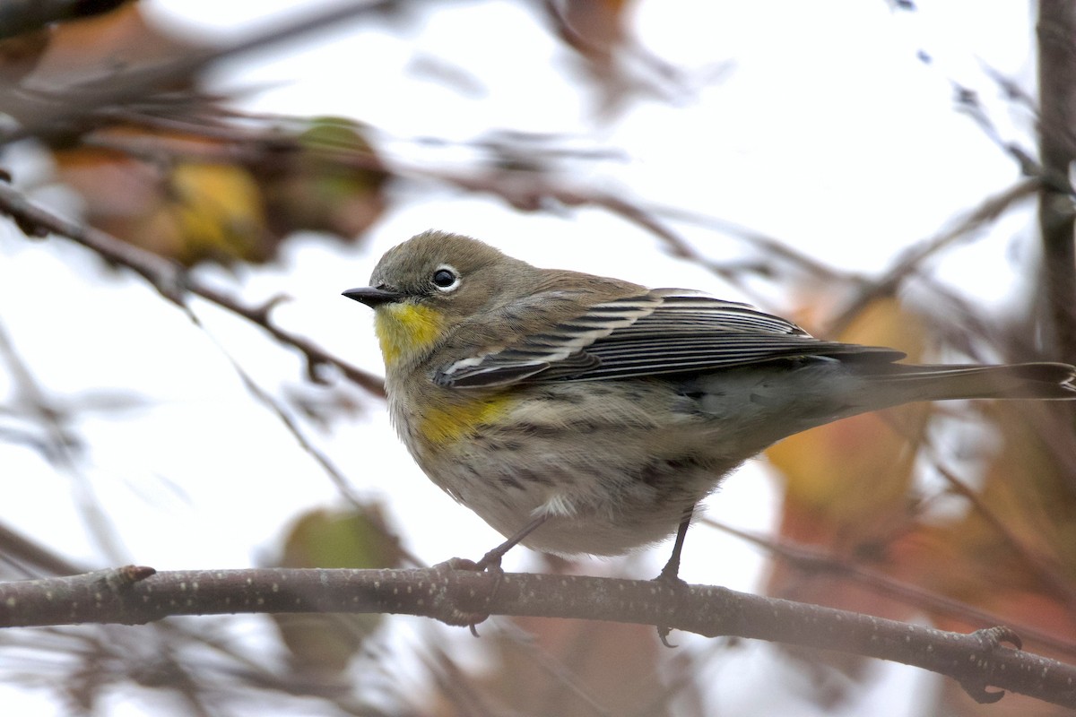 Yellow-rumped Warbler - ML644145424