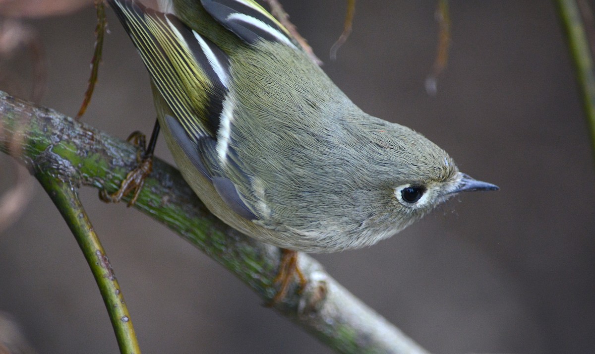 Ruby-crowned Kinglet - ML644145429
