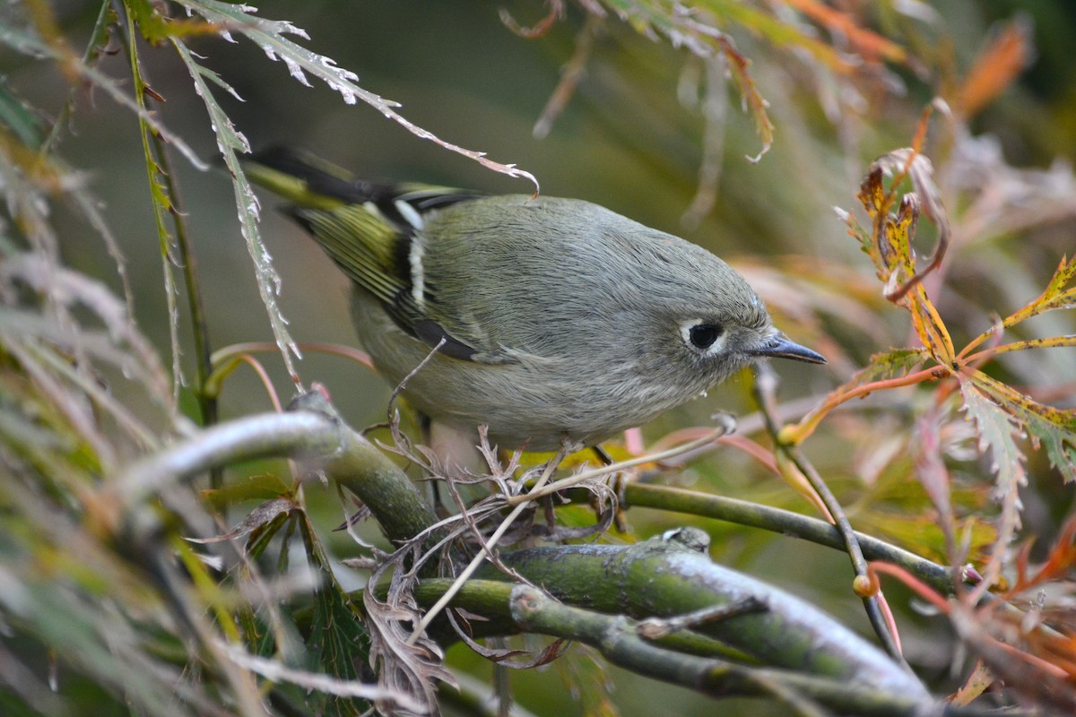 Ruby-crowned Kinglet - ML644145430