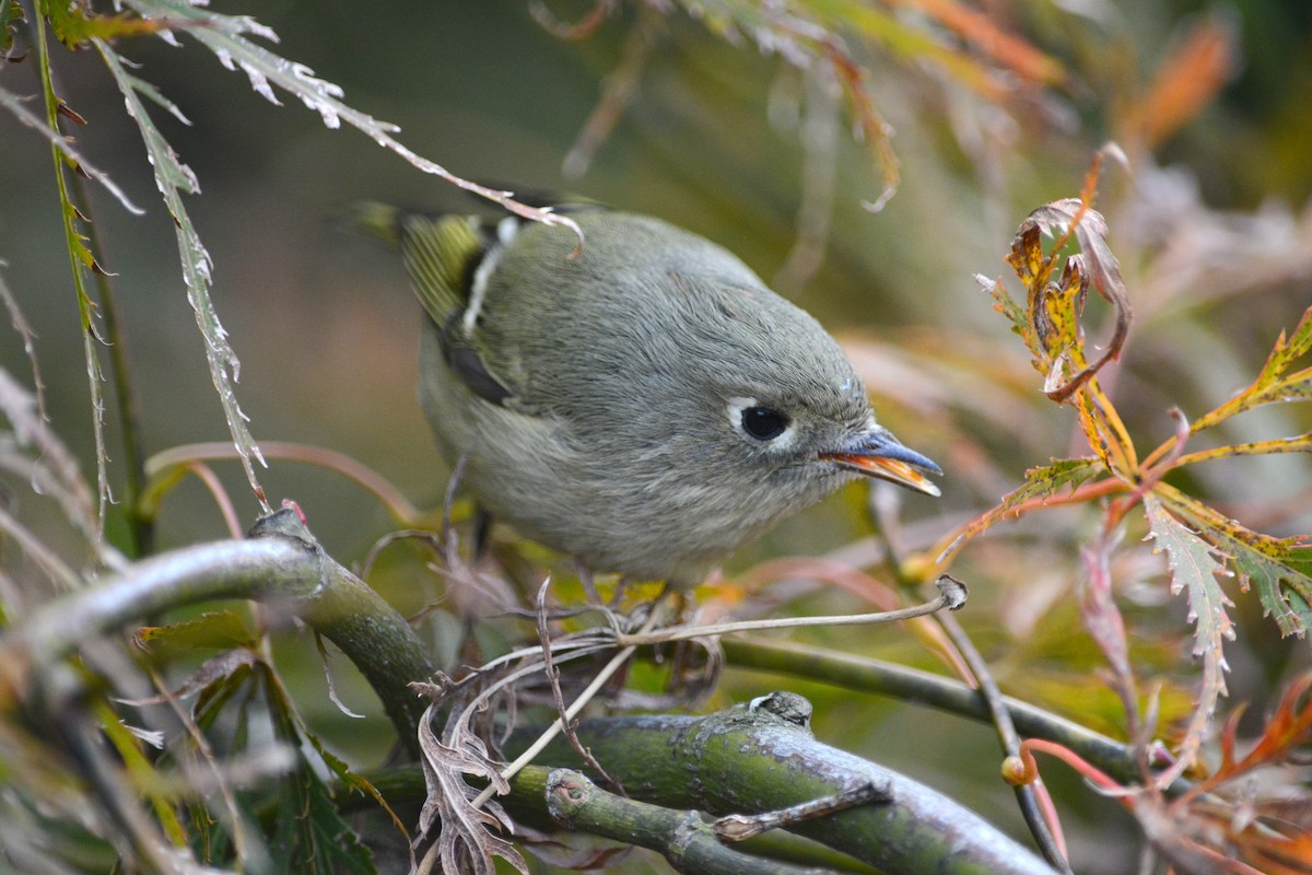 Ruby-crowned Kinglet - ML644145431