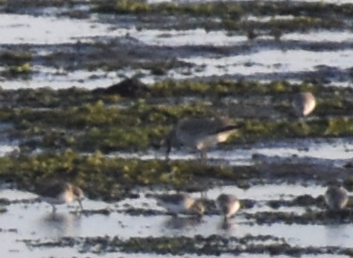Red Knot - ML644145442