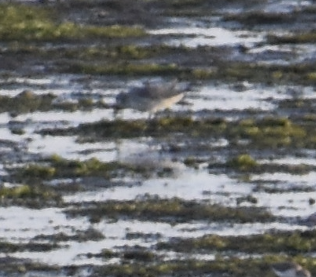 Red Knot - ML644145443