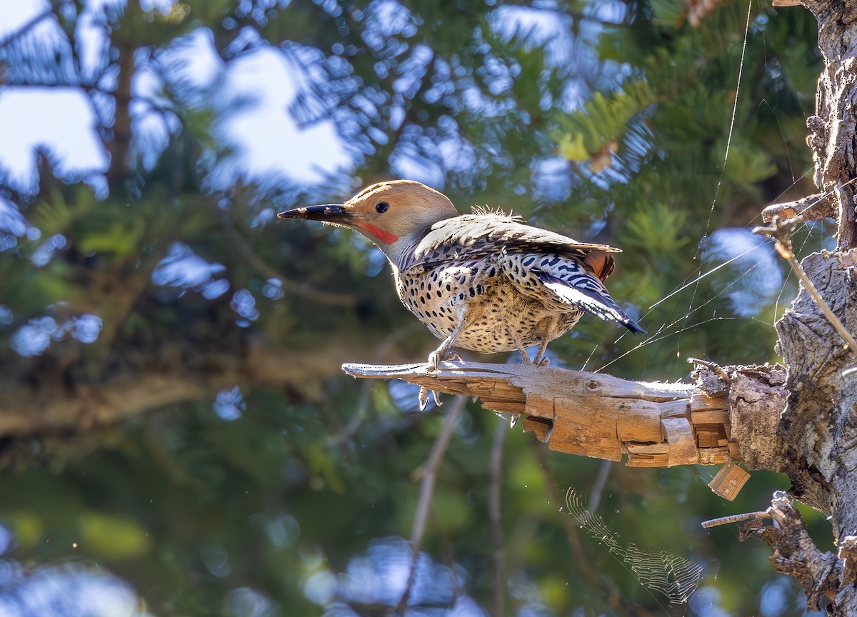 Northern Flicker - ML644145447