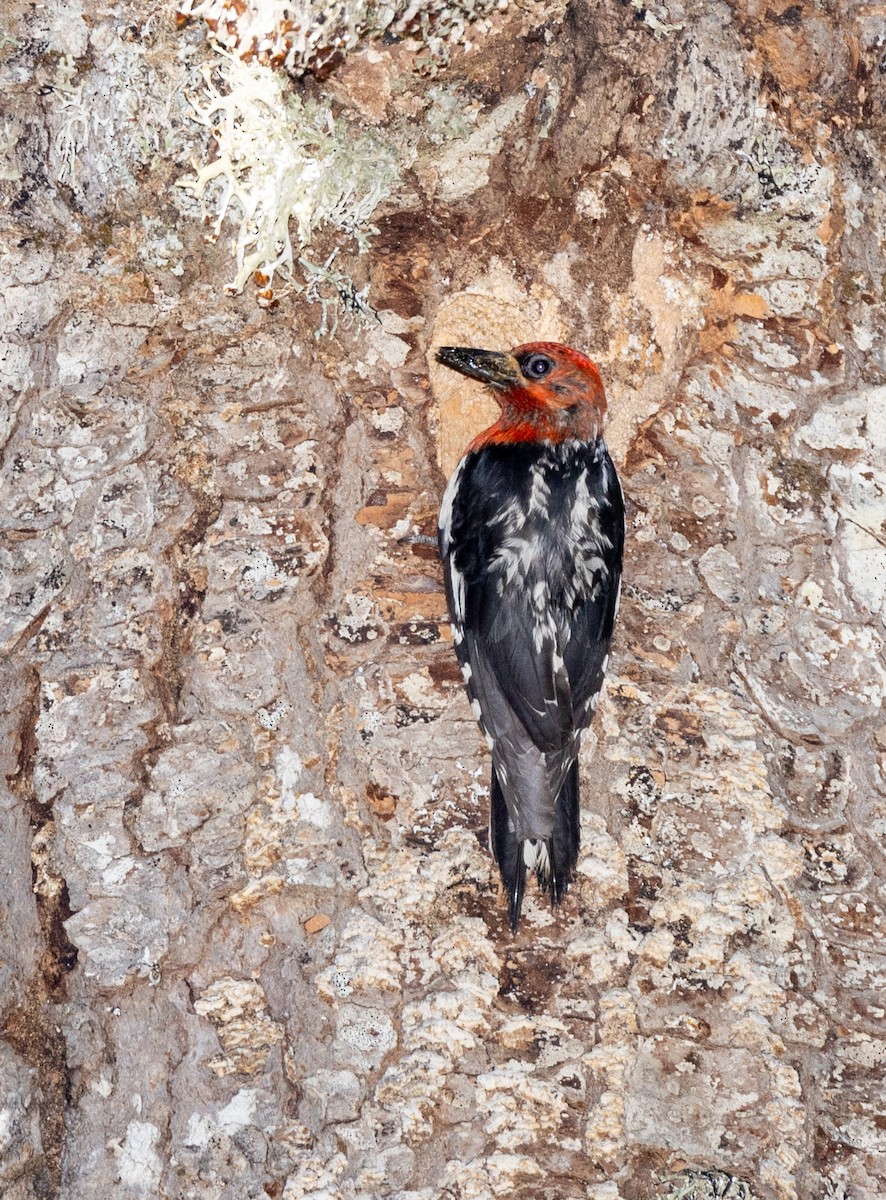 Red-breasted Sapsucker - ML644145452