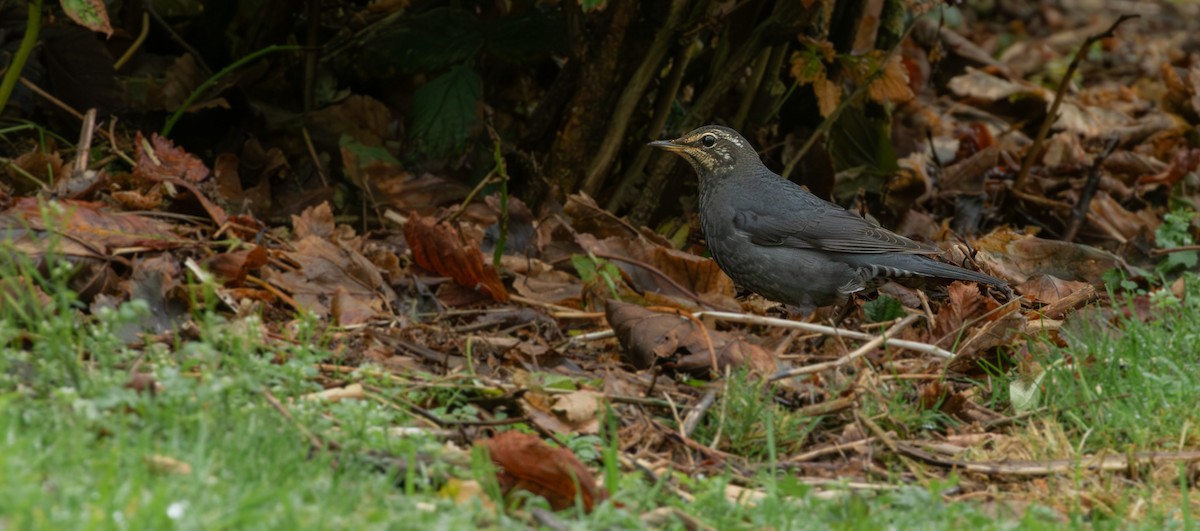 Siberian Thrush - ML644145459