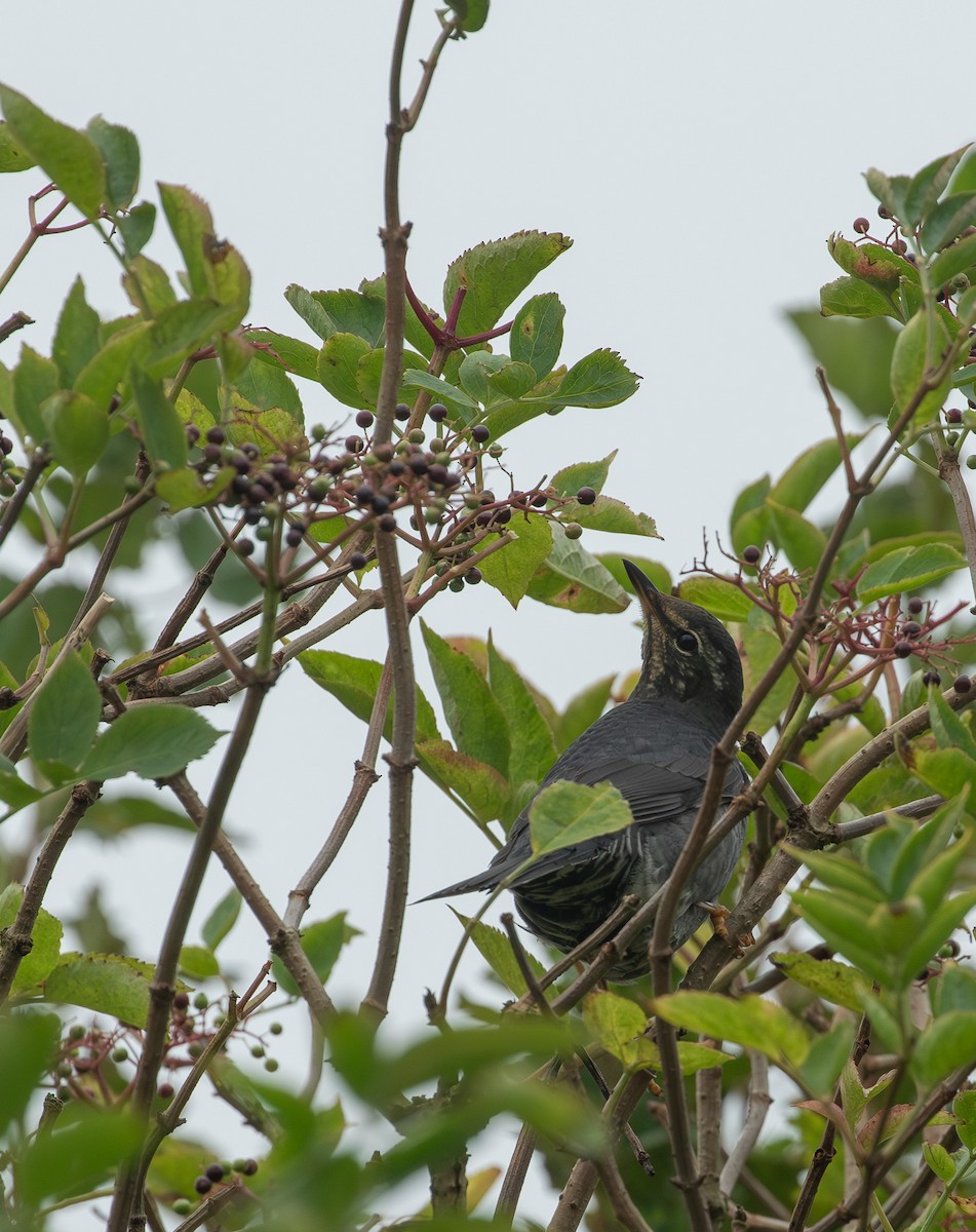 Siberian Thrush - ML644145460
