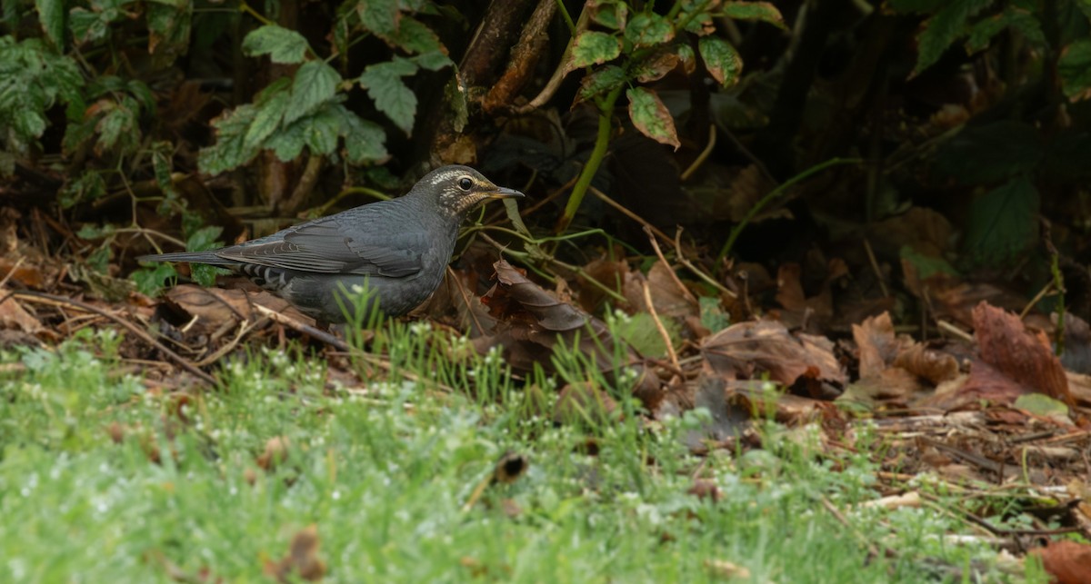 Siberian Thrush - ML644145461