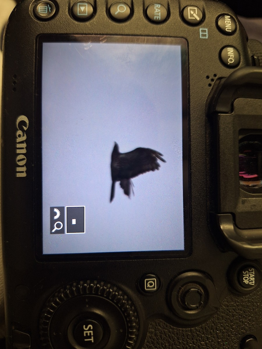 Oriental Honey-buzzard - ML644145463