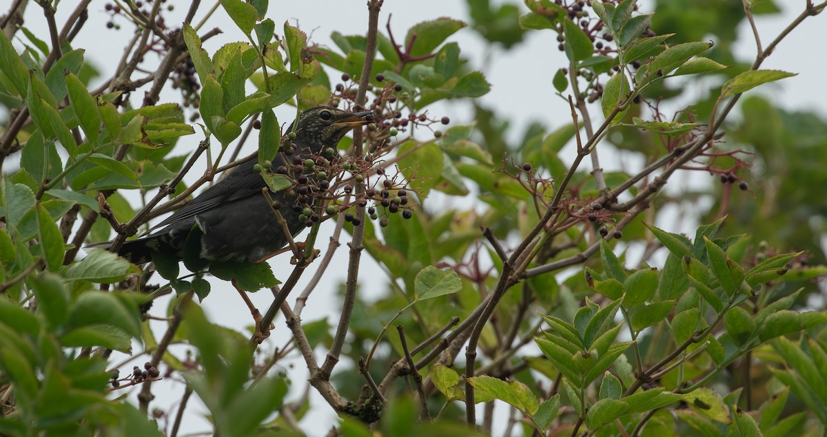 Siberian Thrush - ML644145464