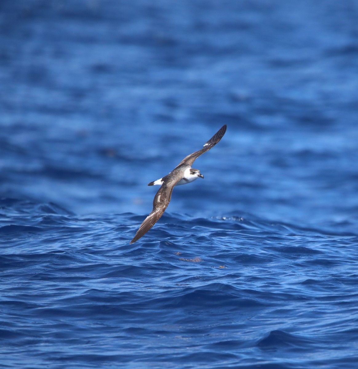 Petrel Antillano (rostro blanco) - ML644145480