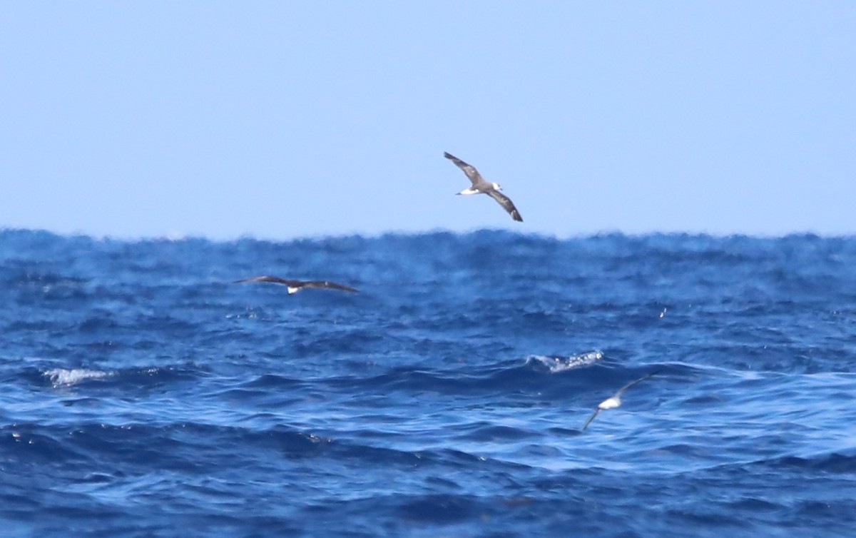 Petrel Antillano - ML644145486