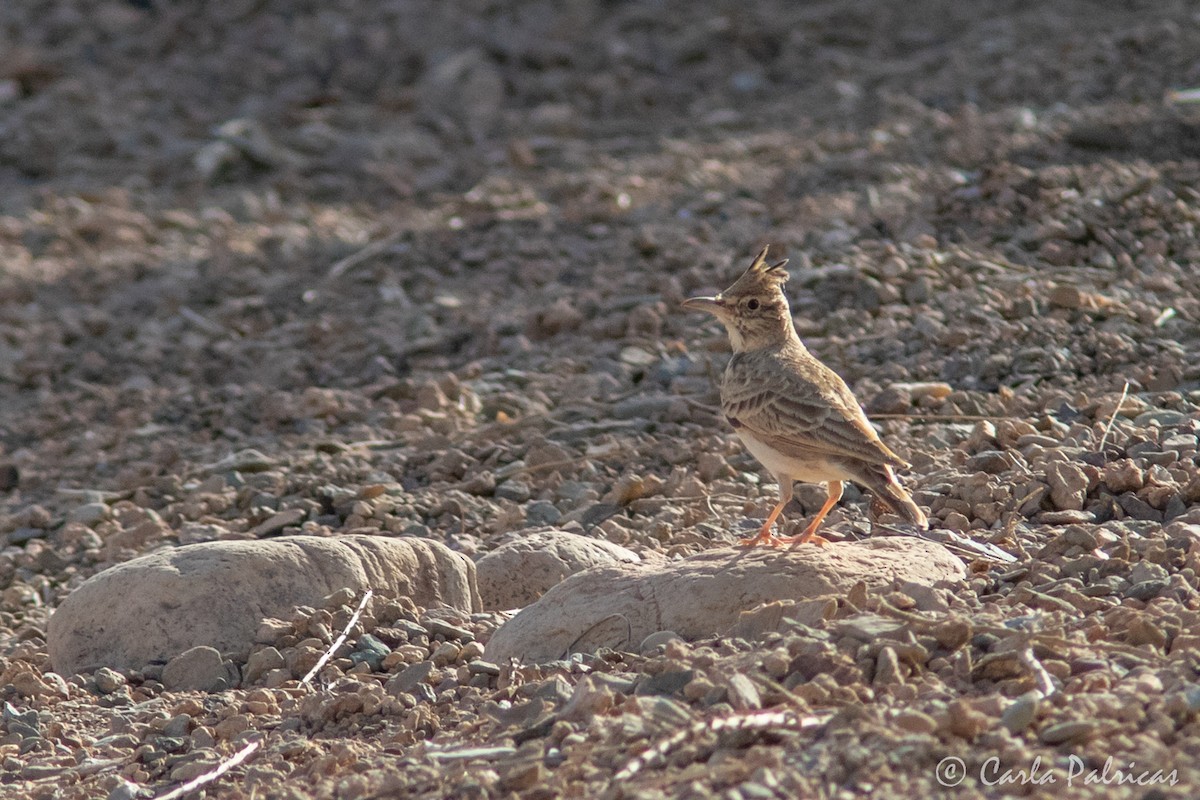 Tepeli Toygar (macrorhyncha/randonii) - ML644145489