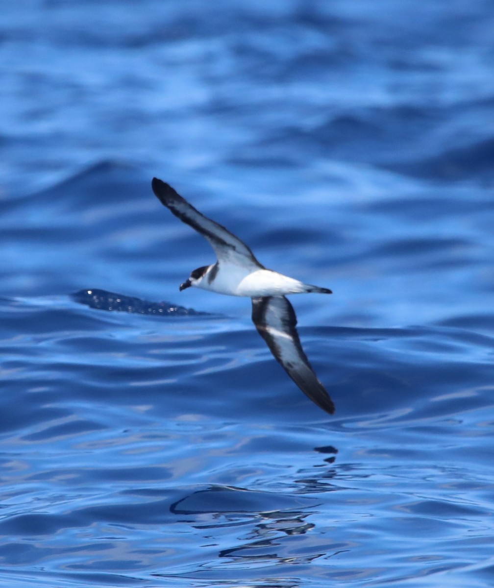 Petrel Antillano (rostro oscuro) - ML644145490