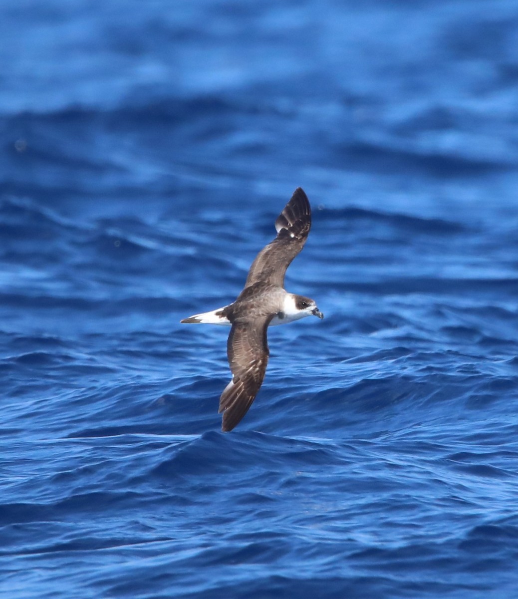Petrel Antillano (rostro oscuro) - ML644145492