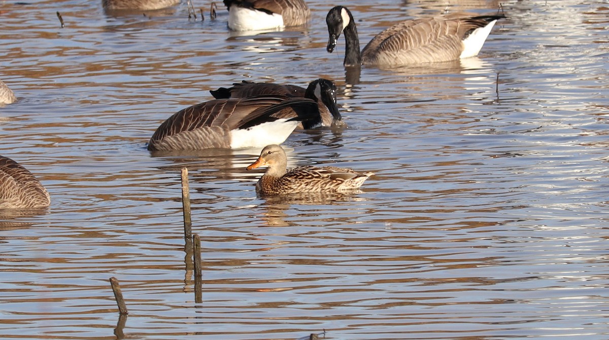 Mallard - ML644145493