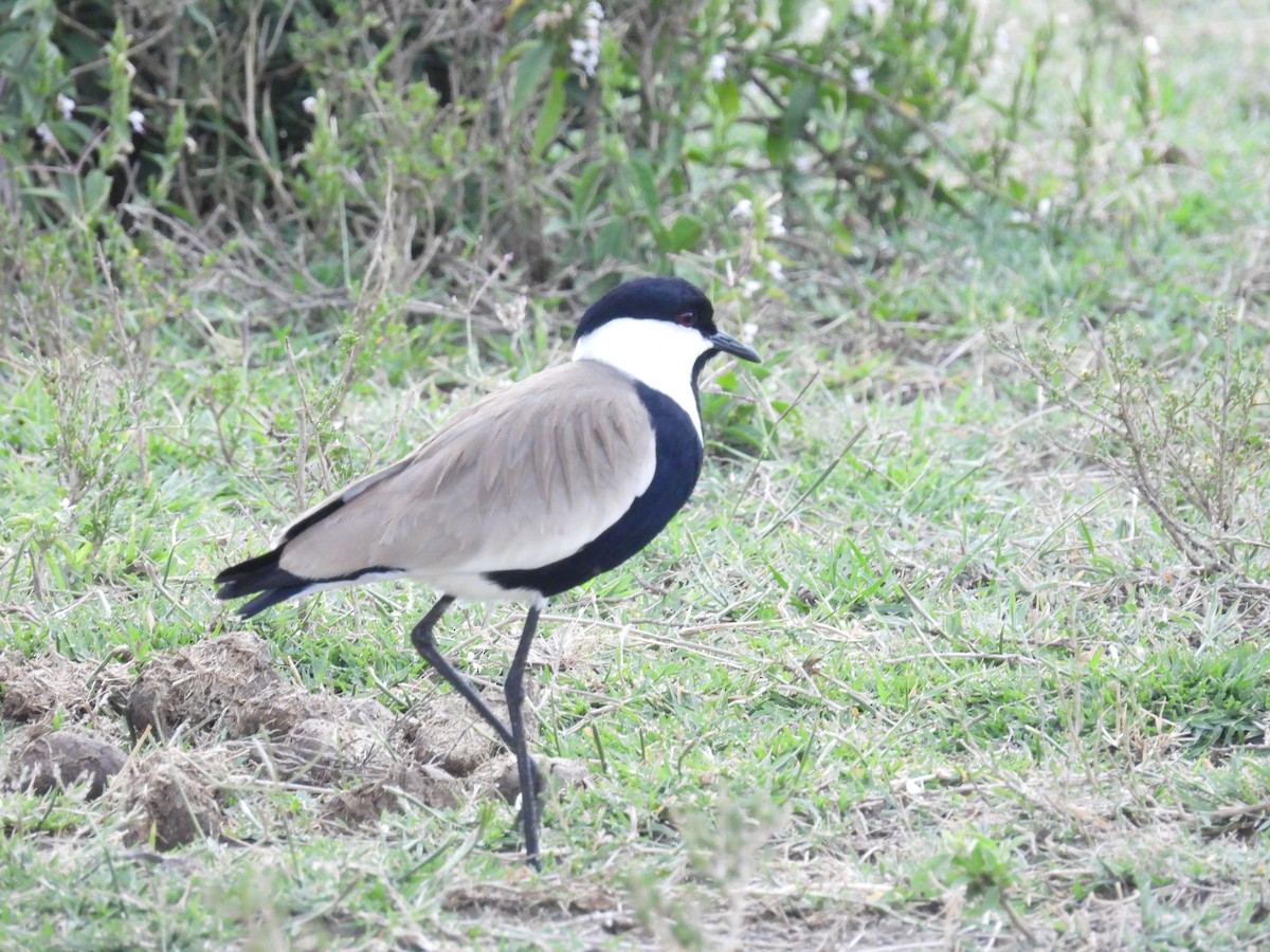 Vanneau à éperons - ML644145494