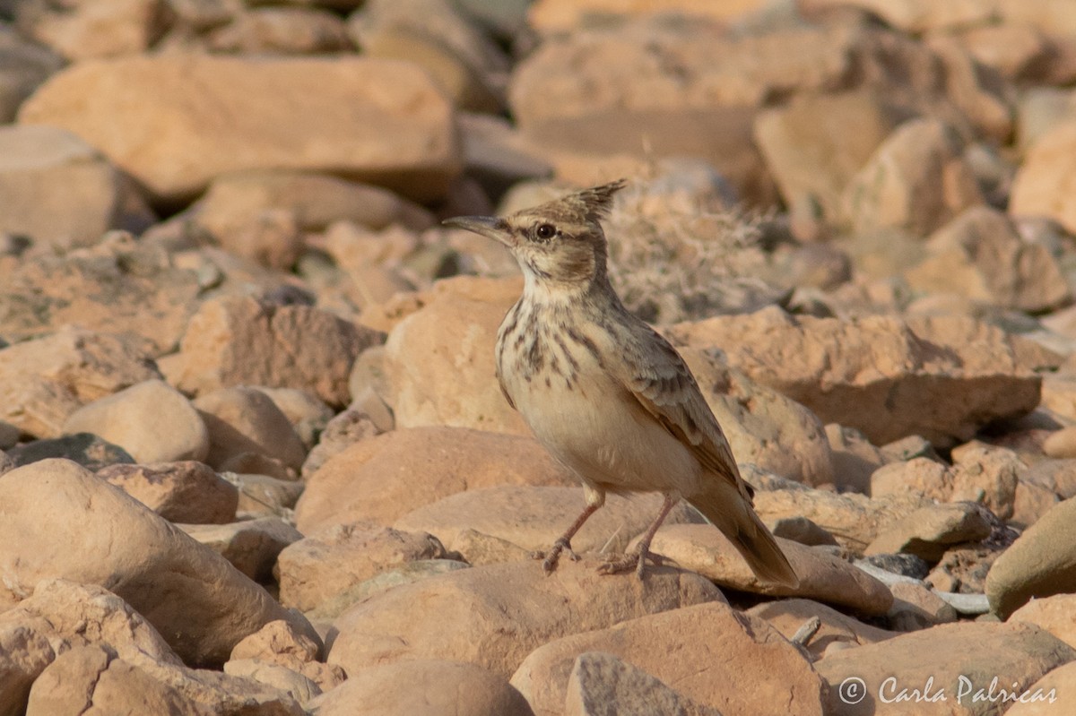 Tepeli Toygar (macrorhyncha/randonii) - ML644145496