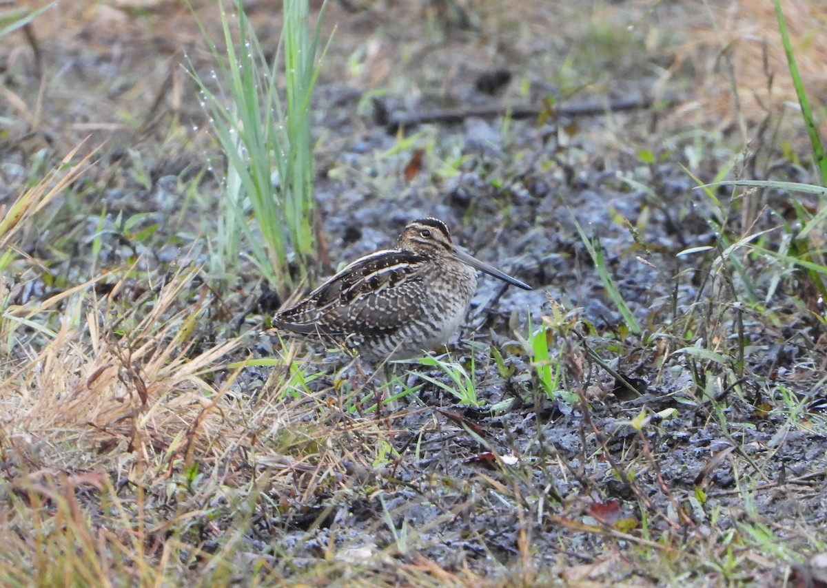 Wilson's Snipe - ML644145501